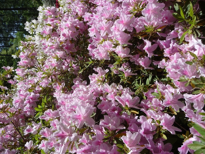 'George Tabor' - Rhododendron hybrid from Evans Nursery