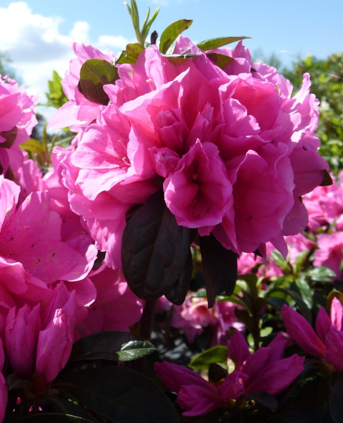'Pink Ruffle' - Rhododendron hybrid from Evans Nursery