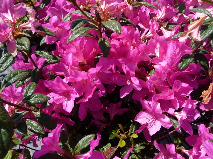Encore® 'Autumn Amethyst®' - Rhododendron (Azalea) from Evans Nursery