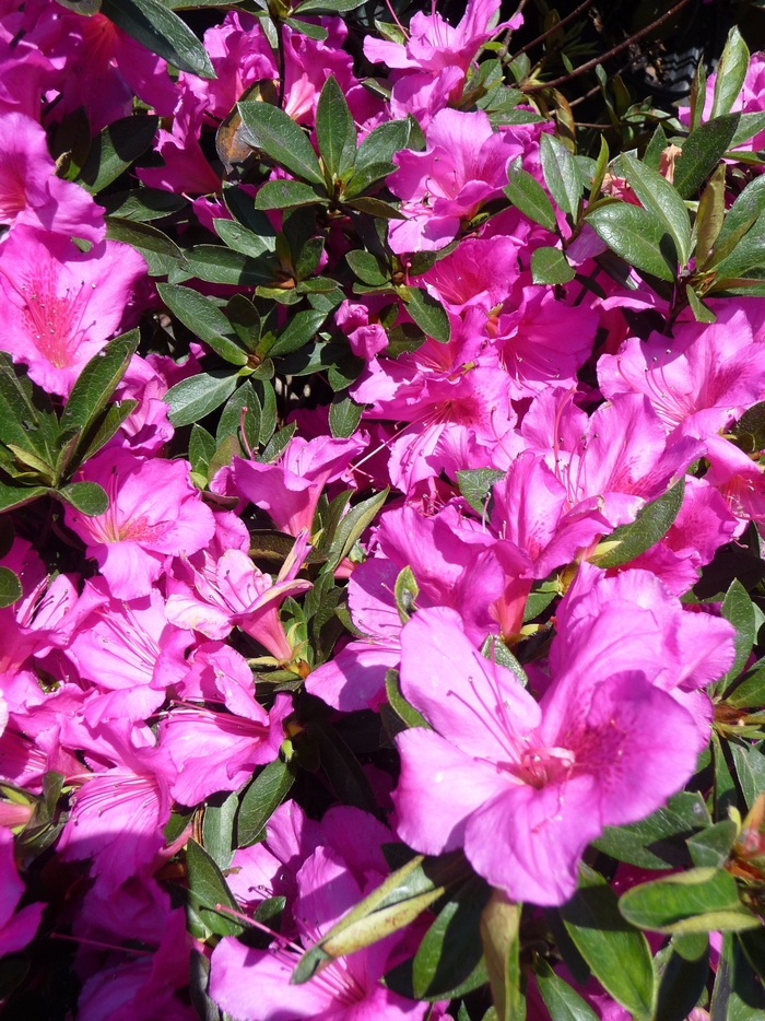 'Formosa' - Rhododendron hybrid from Evans Nursery