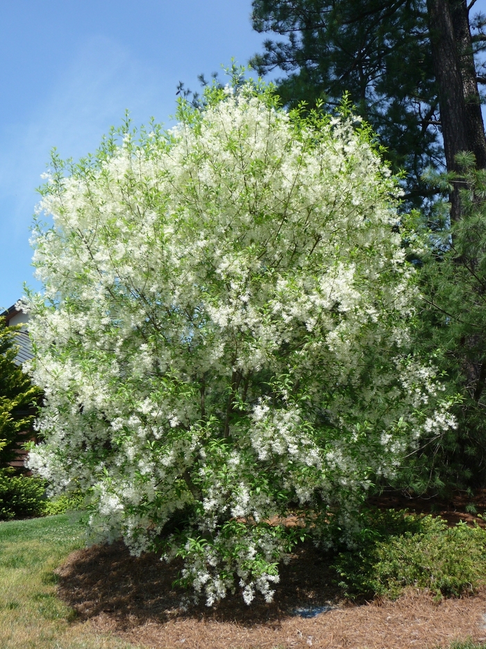 Fringetree - Chionanthus virginicus from Evans Nursery