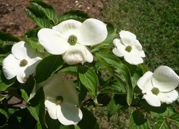  Kousa Dogwood - Cornus kousa from Evans Nursery