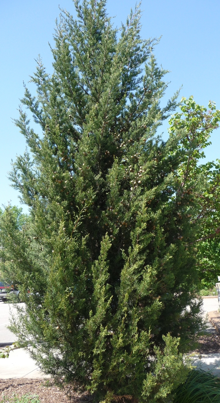 Italian Cypress - Cupressus sempervirens from Evans Nursery