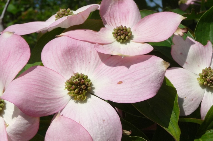 Stellar Pink™ Dogwood - Cornus x 'Stellar Pink™' from Evans Nursery