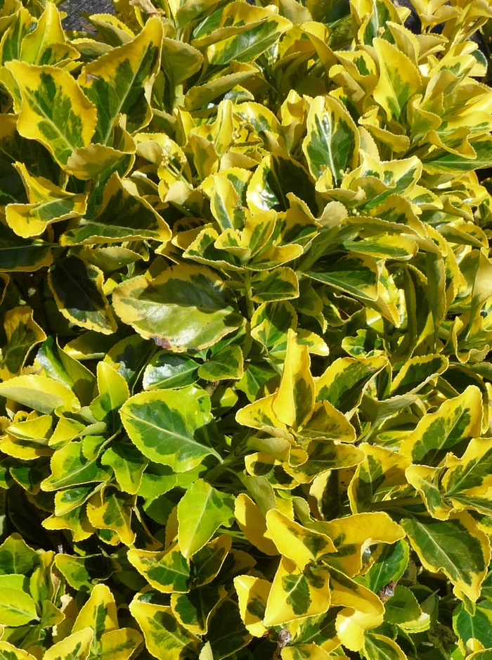 Golden Euonymus - Euonymus japonicus 'Aureo-marginatus' from Evans Nursery