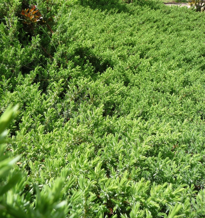 Blue Pacific Juniper - Juniperus conferta `Blue Pacific` from Evans Nursery