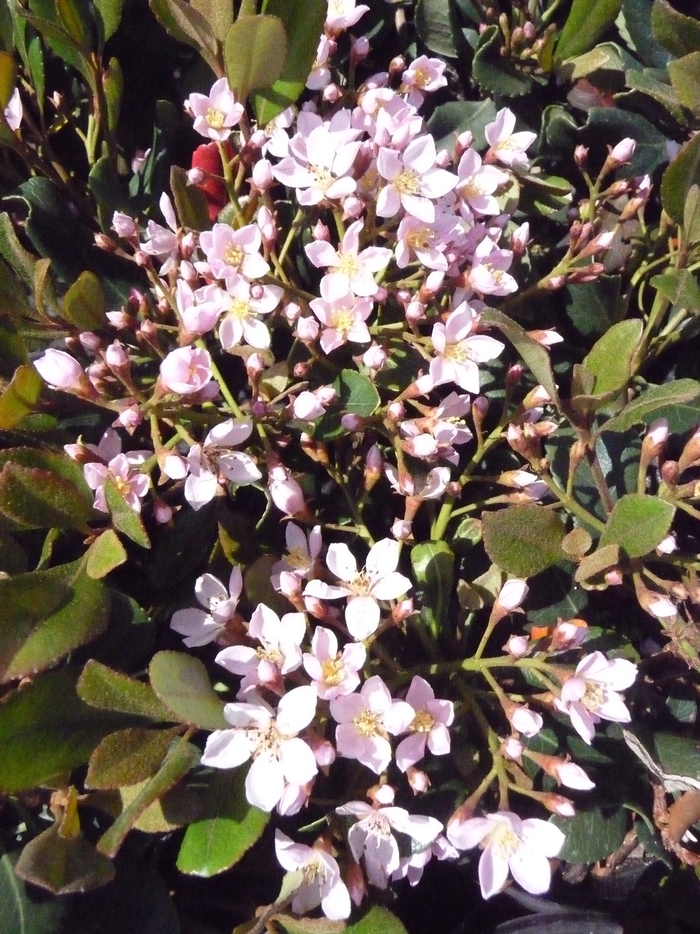 Indian Hawthorn - Rhaphiolepis indica 'Eleanor Tabor' from Evans Nursery