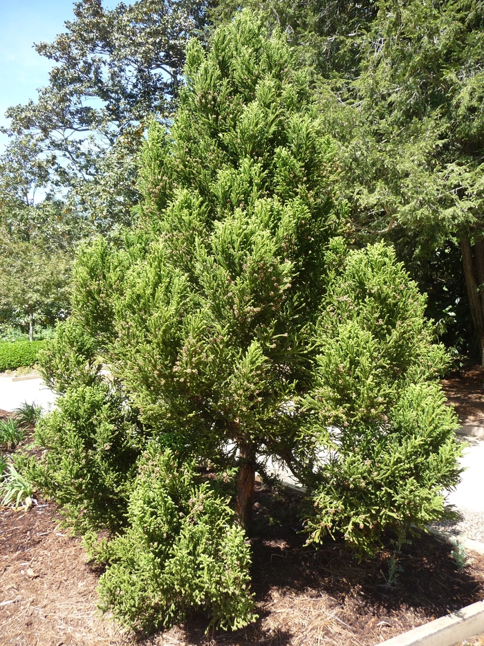 Black Dragon Cryptomeria - Cryptomeria 'Black Dragon' from Evans Nursery