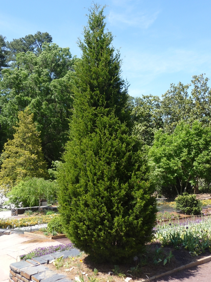 'Degroots Spire' - Thuja occidentalis from Evans Nursery