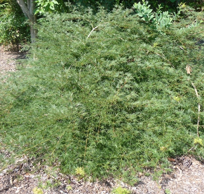 Japanese Maple - Acer palmatum 'Emerald Lace' from Evans Nursery