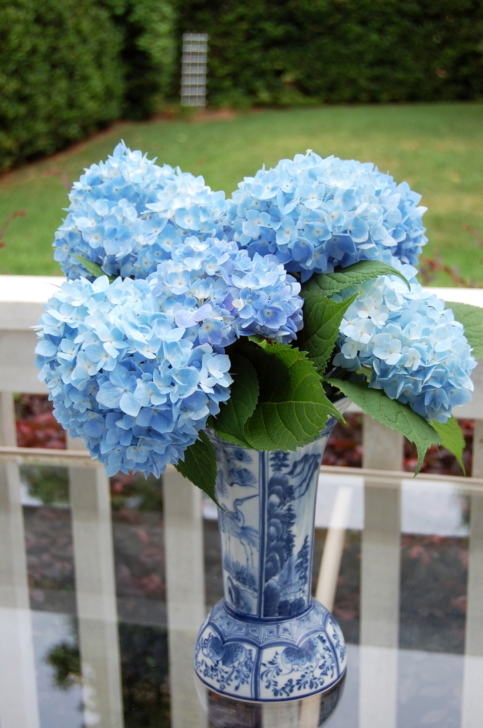 Big Daddy Hydrangea - Hydrangea macrophylla 'Big Daddy' from Evans Nursery