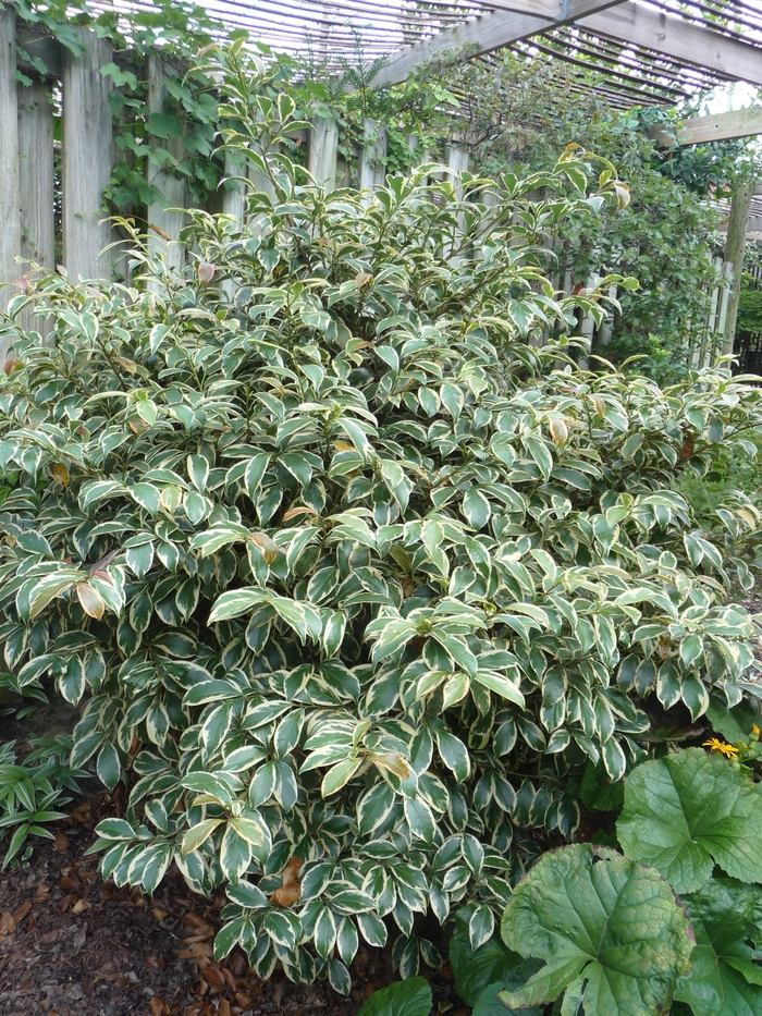 Variegated Japanese Cleyera - Cleyera japonica 'Variegata' from Evans Nursery