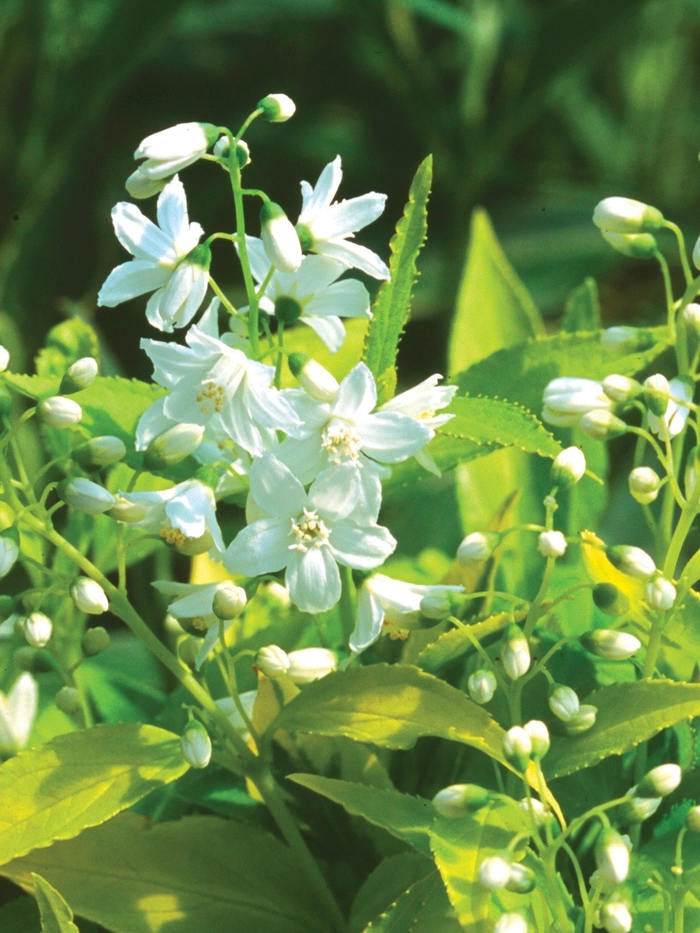 Chardonnay Pearls® - Deutzia gracilis from Evans Nursery