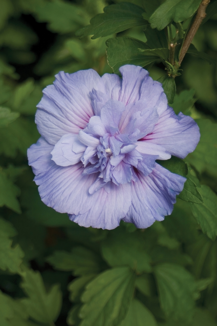 ''Blue Chiffon®'' Rose of Sharon - Hibiscus syriacus from Evans Nursery