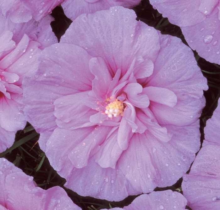 Lavender Chiffon® - Hibiscus syriacus from Evans Nursery