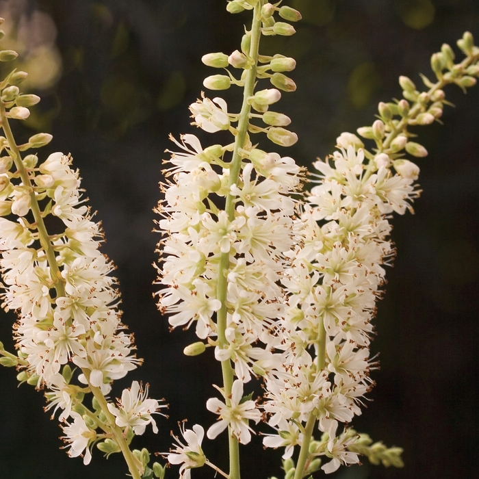 ''Vanilla Spice®'' Summersweet - Clethra alnifolia from Evans Nursery