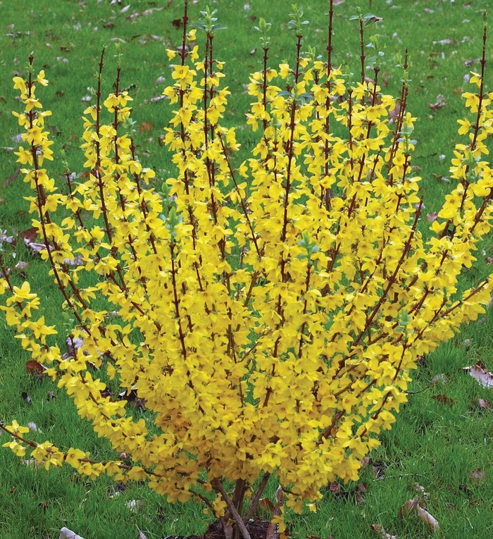 Show Off&reg; - Forsythia x intermedia from Evans Nursery