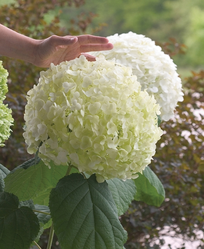 Incrediball® Smooth Hydrangea - Hydrangea arborescens from Evans Nursery