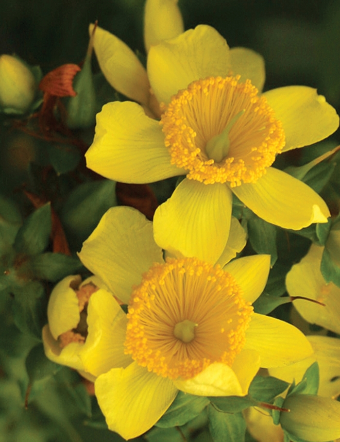 ''Sunny Boulevard®'' St. John''s Wort - Hypericum kalmianum from Evans Nursery