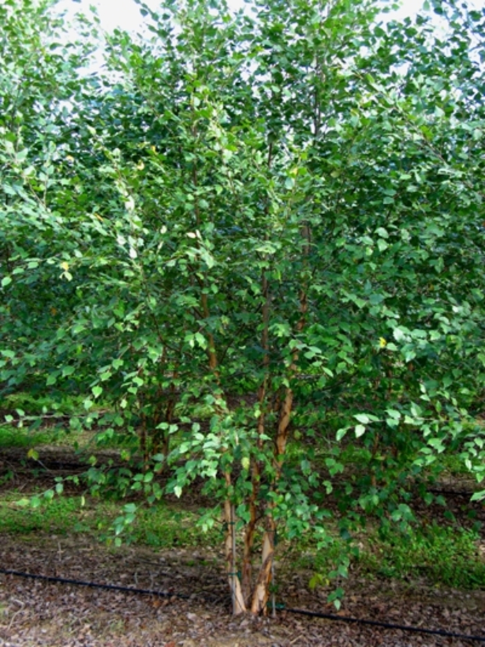 Dura Heat ® - Betula nigra from Evans Nursery