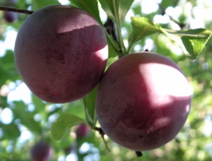 Santa Rosa Plum - Prunus salicina 'Santa Rosa' from Evans Nursery