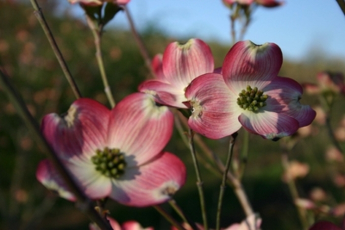 Cherokee Brave Flowering Dogwood - Cornus florida 'Cherokee Brave' from Evans Nursery