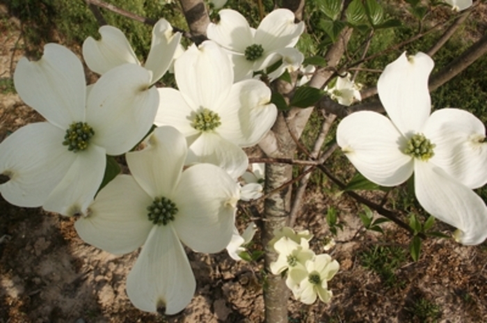 Cherokee Princess Dogwood - Cornus florida 'Cherokee Princess' from Evans Nursery