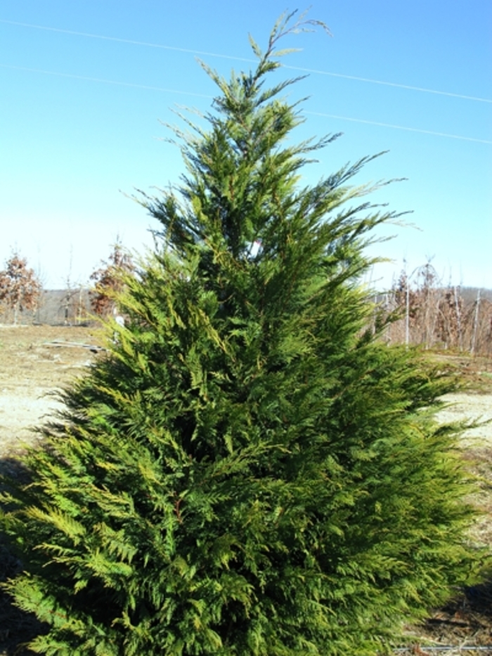 Cupressocyparis leylandii | Leyland Cypress | Evans Nursery