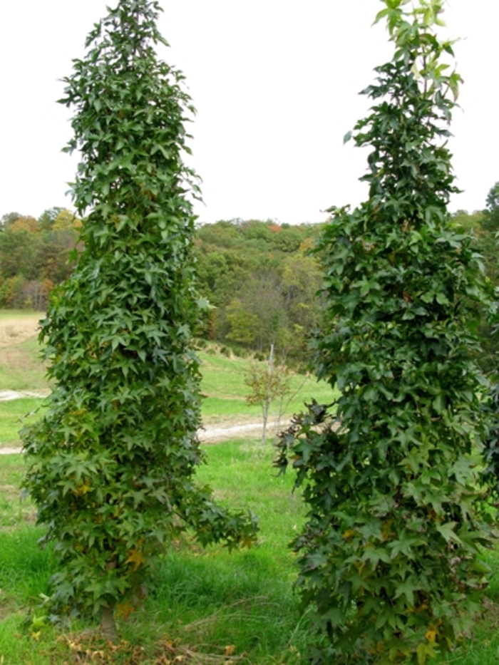 Columnar Sweetgum - Liquidambar styraciflua 'Slendor Silhouette from Evans Nursery