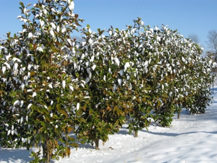 'Bracken's Brown Beauty' - Magnolia grandiflora from Evans Nursery