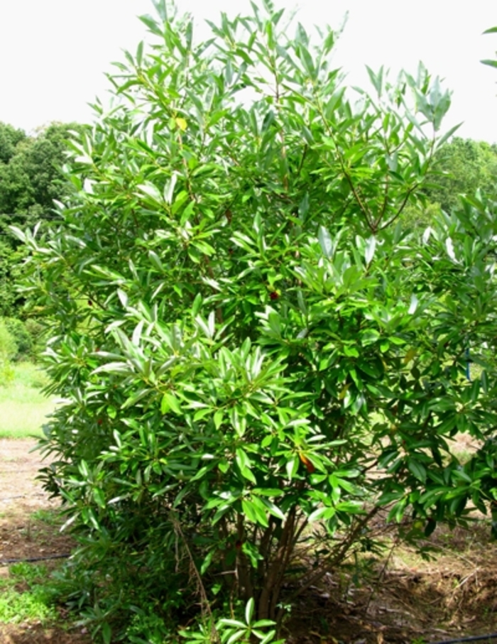 Sweetbay Magnolia - Magnolia virginiana from Evans Nursery