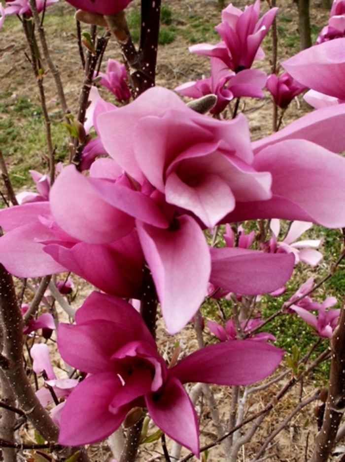 Little Girl 'Jane' - Magnolia x from Evans Nursery