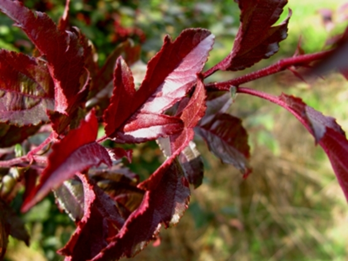 Royal Raindrops® Crabapple - Malus hybrid from Evans Nursery