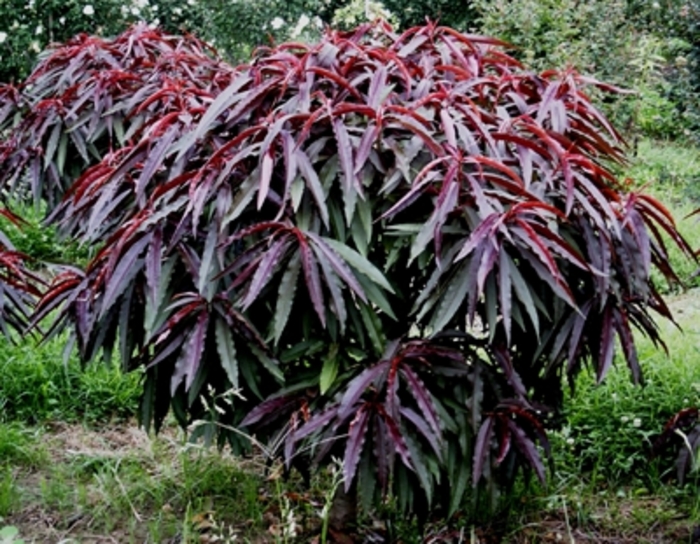 Peach - Prunus persica 'Bonfire' from Evans Nursery