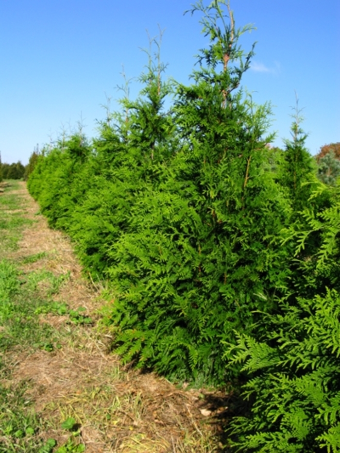 'Green Giant' - Thuja x from Evans Nursery