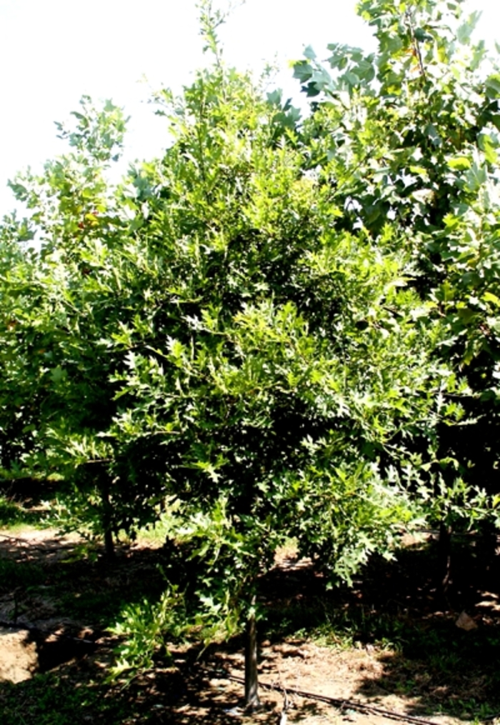 Willow Oak - Quercus phellos from Evans Nursery