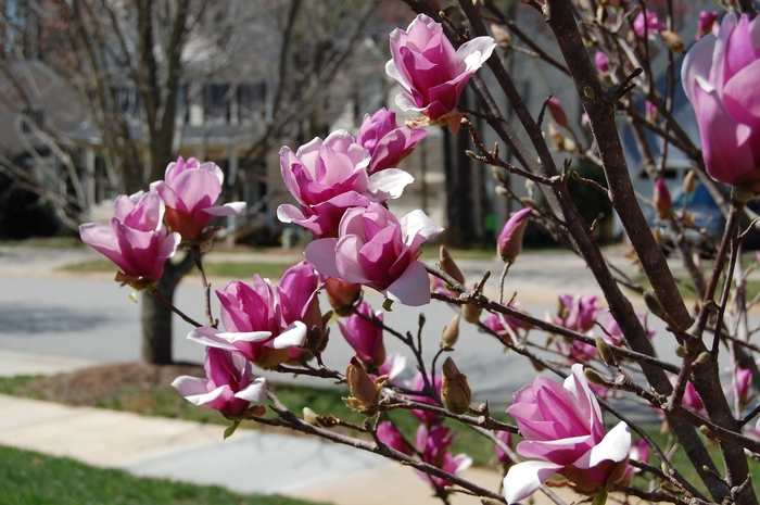 'Ann' - Magnolia x from Evans Nursery