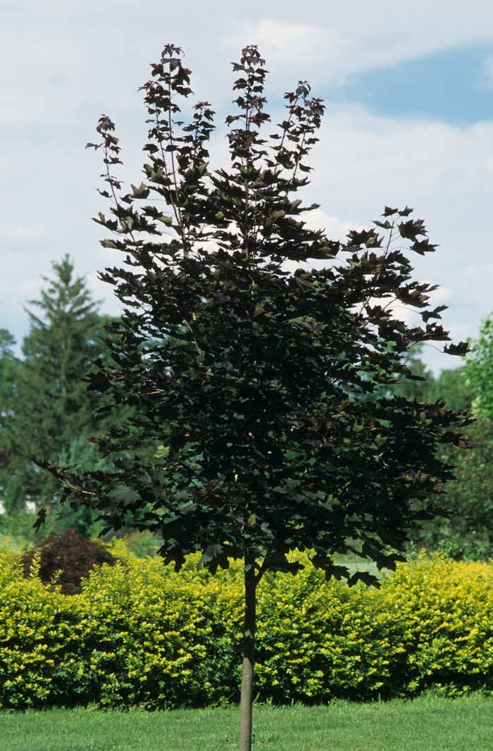 Crimson King Maple - Acer platanoides 'Crimson King' from Evans Nursery