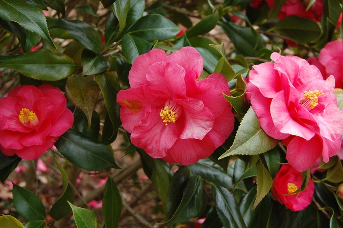Lady Clare Camellia - Camellia japonica 'Lady Clare' from Evans Nursery