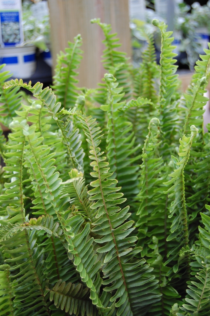 Kimberly Queen Fern Hanging Basket - Nephrolepis obliterata from Evans Nursery