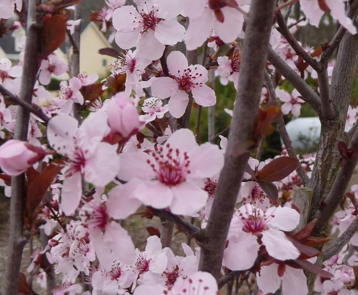 Purple Leaf Plum - Prunus cerasifera 'Krauter Vesuvius' from Evans Nursery