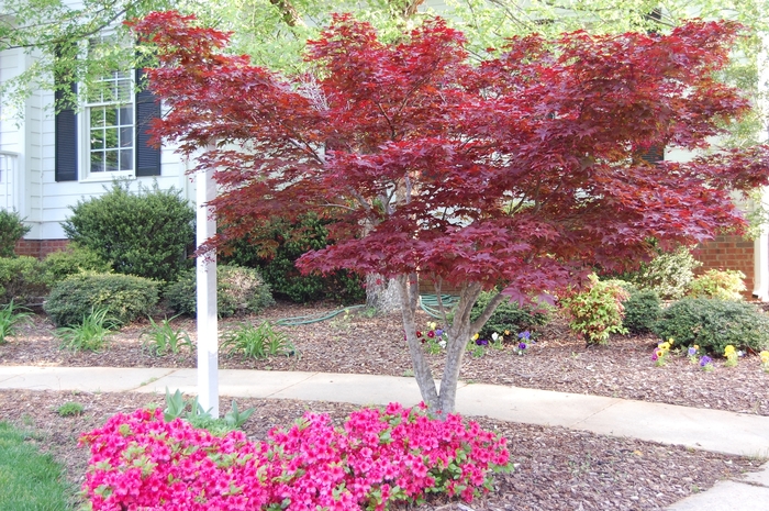 Japanese Red Maple 'Bloodgood' - Acer palmatum 'Bloodgood' from Evans Nursery