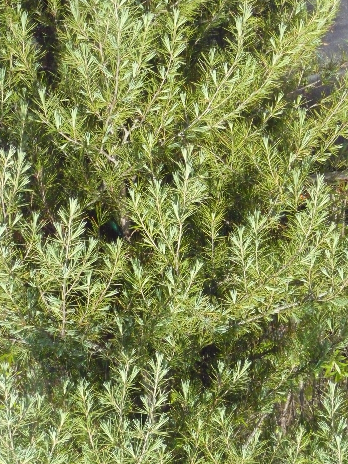 Deodar Cedar - Cedrus deodara from Evans Nursery