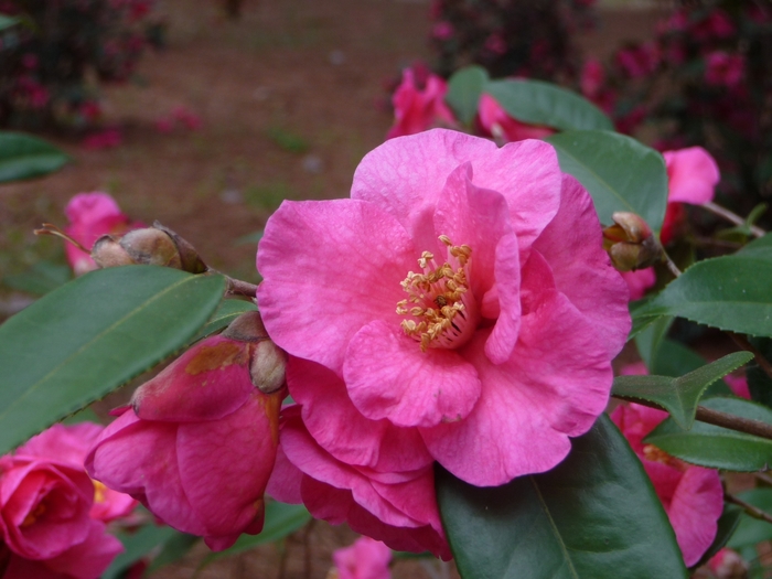 'Kanjiro' - Camellia sasanqua from Evans Nursery