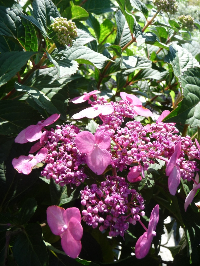Endless Summer® Twist and Shout™ - Hydrangea macrophylla 'Twist and Shout™ ' from Evans Nursery