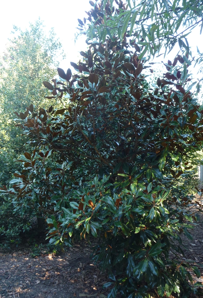 'Kay Parris' - Magnolia grandiflora from Evans Nursery