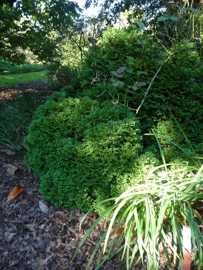 Hetz Midget Arborvitae - Thuja occidentalis 'Hetz Midget' (Arborvitae) from Evans Nursery