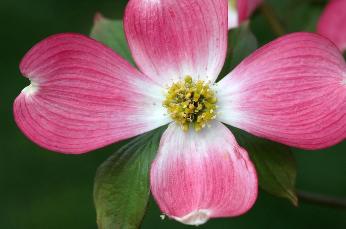 Pink Dogwood - Cornus florida from Evans Nursery