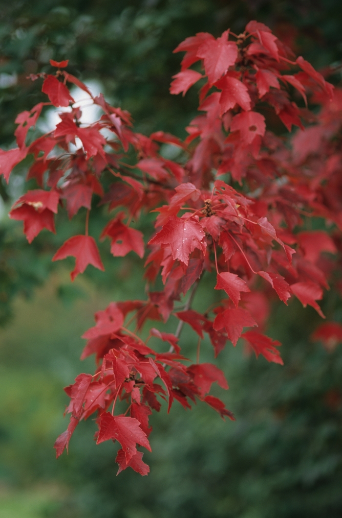 Autumn Flame Maple - Acer rubrum 'Autumn Flame' from Evans Nursery