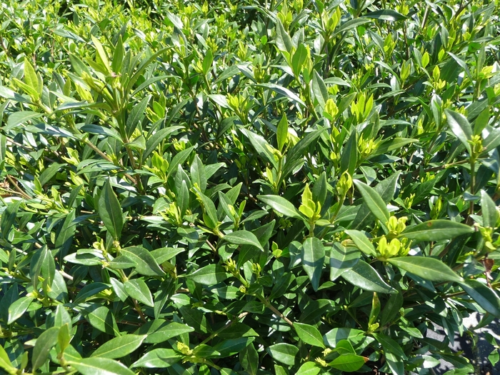 Frost Proof Gardenia - Gardenia jasminoides 'Frost Proof' from Evans Nursery